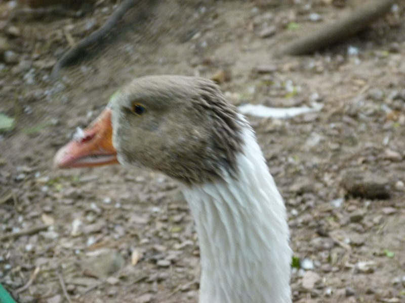 P1010193.jpg